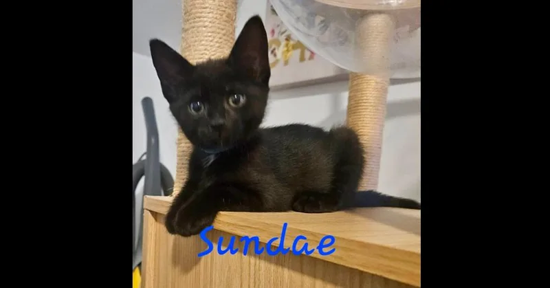 A baby small-sized female Black Domestic Short Hair cat named Sundae for adoption in Chalfont, PA