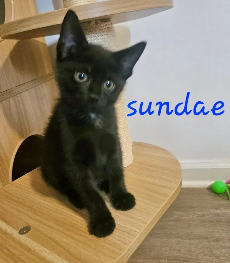 Sundae thumbnail 3
