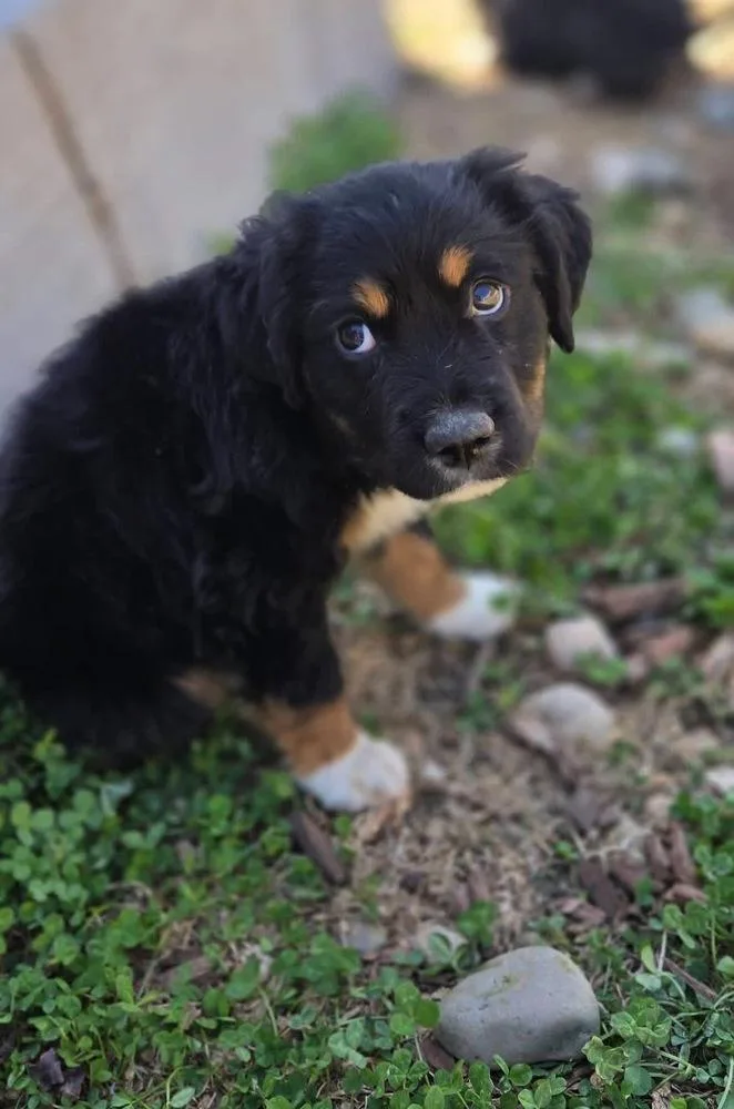 A baby small-sized male Tricolor (Brown, Black, & White) Australian Shepherd dog named Spencer for adoption in Colorado Springs, CO