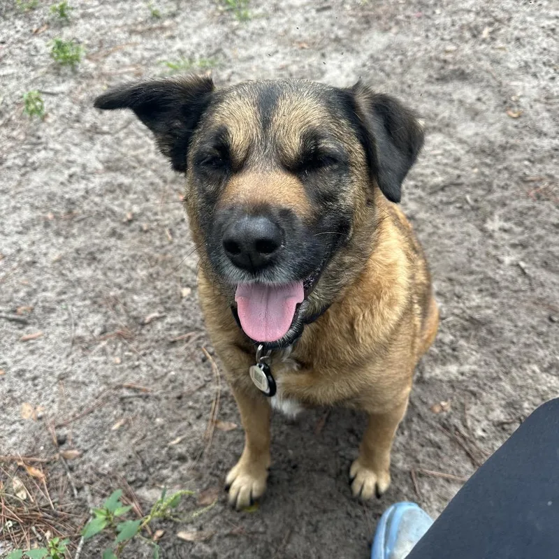 An adult large-sized male Shepherd dog named Milo for adoption in Gainesville, FL