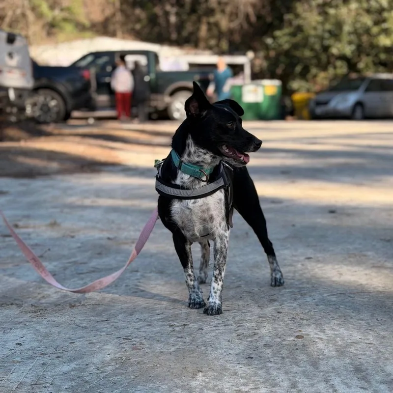 Harlequin thumbnail 2