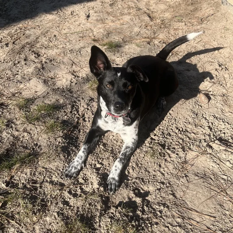 Harlequin thumbnail 3