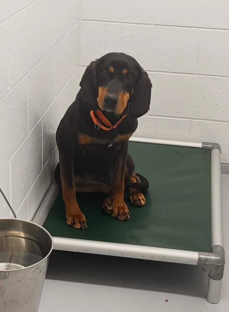 A young large-sized female Black and Tan Coonhound dog named Dory for adoption in Crandon, WI