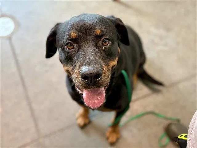 An adult medium-sized female Rottweiler dog named Penny for adoption in Tavares, FL