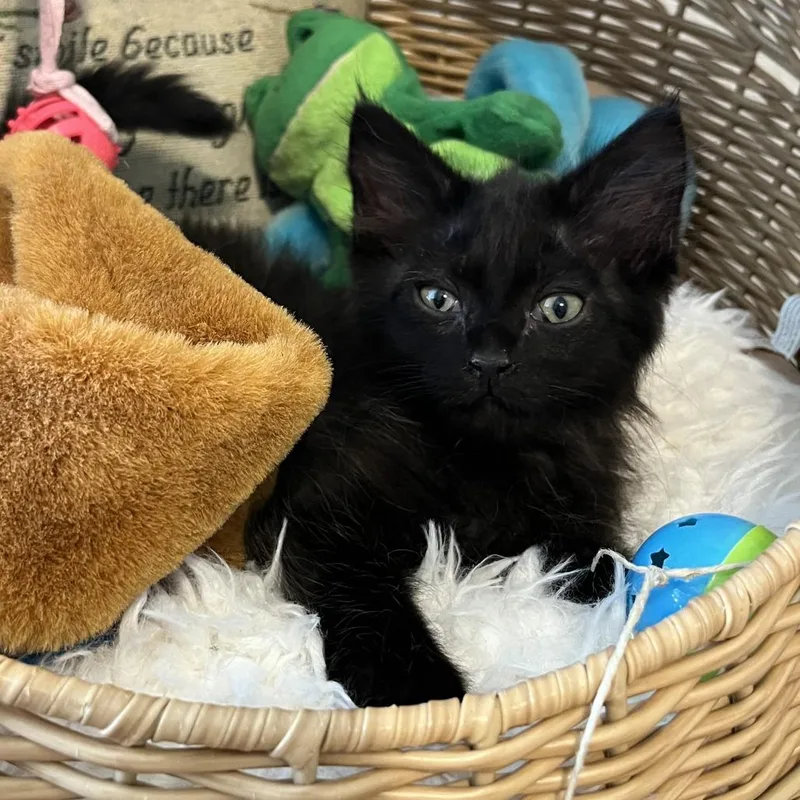 Chocolate Chip