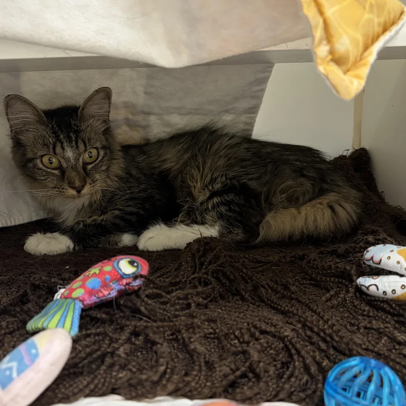 An adult medium-sized female Domestic Long Hair cat named Glinda for adoption in Reisterstown, MD