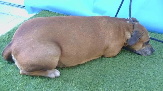An adult large-sized female Pit Bull Terrier dog named Canela for adoption in Gardena, CA