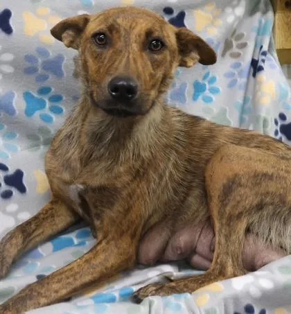 An adult medium-sized female German Shepherd Dog dog named Donna for adoption in Pequot Lakes, MN