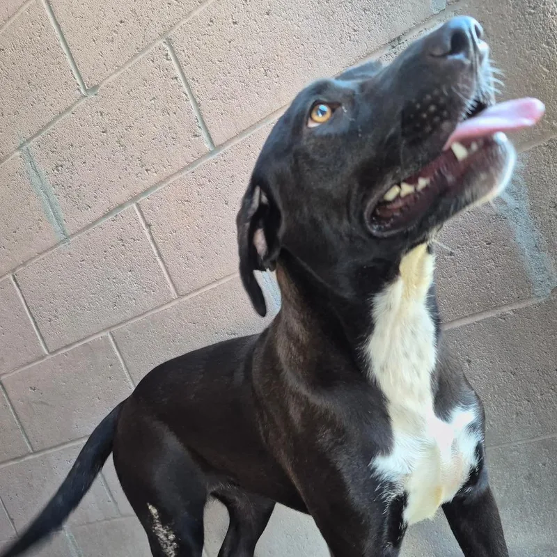 An adult large-sized male Black Pit Bull Terrier dog named Spencer for adoption in Yuma, AZ
