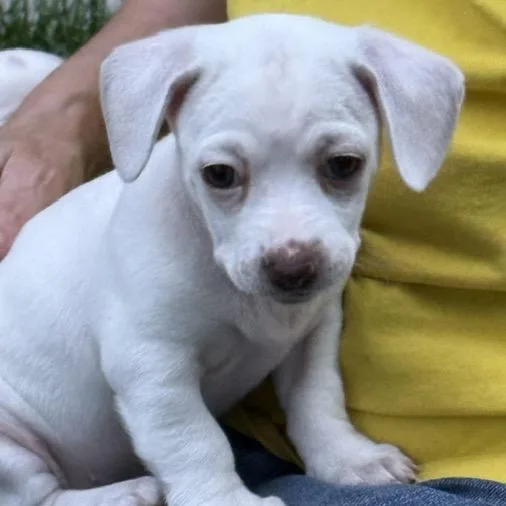 Kira