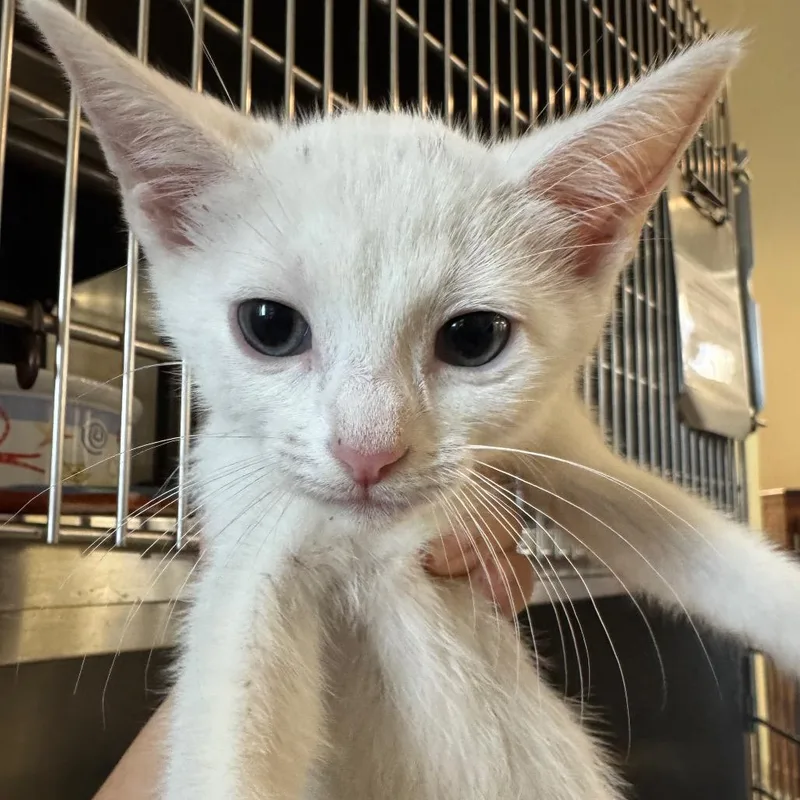 A baby small-sized female White Domestic Short Hair cat named Ruby for adoption in Pekin, IL