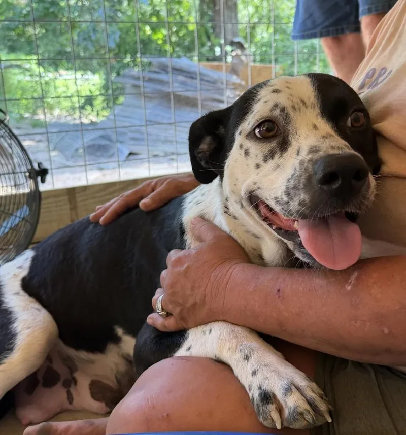 An adult medium-sized female Border Collie dog named Oreo for adoption in Livingston, TX