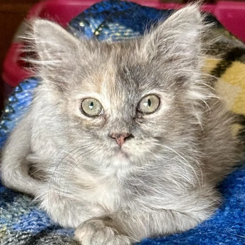 A baby small-sized female Tortoiseshell Domestic Short Hair cat named Cricket for adoption in Grantsville, UT