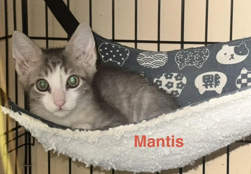 Mantis thumbnail 2