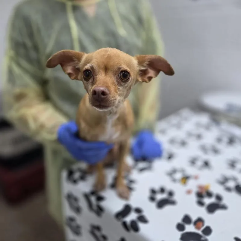 An adult small-sized female Yellow / Tan / Blond / Fawn Chihuahua dog named Jade Vine for adoption in Incline Village, NV