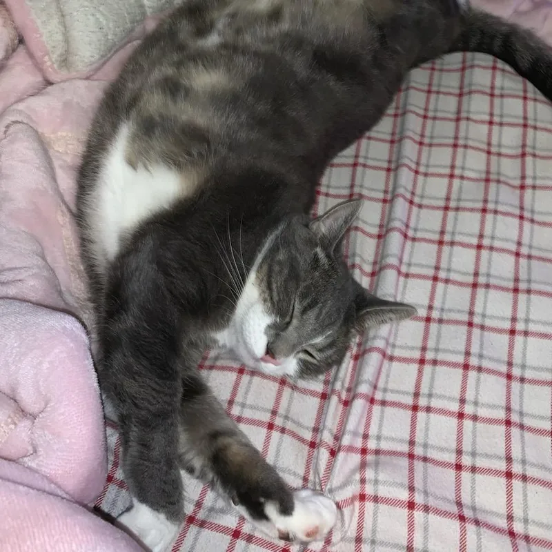 An adult large-sized male Gray / Blue / Silver Domestic Short Hair cat named Tom Tom for adoption in Othello, WA