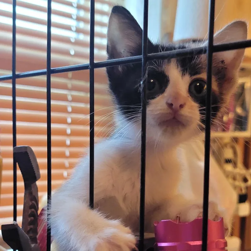 A baby small-sized female Calico Domestic Short Hair cat named Jazzie for adoption in Baytown, TX