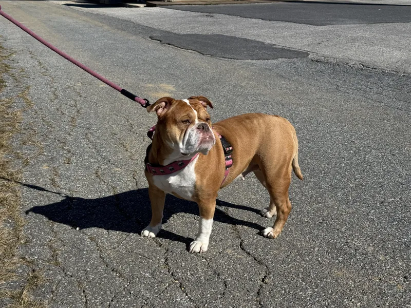 An adult medium-sized female English Bulldog dog named Buttercup for adoption in Ellicott City, MD
