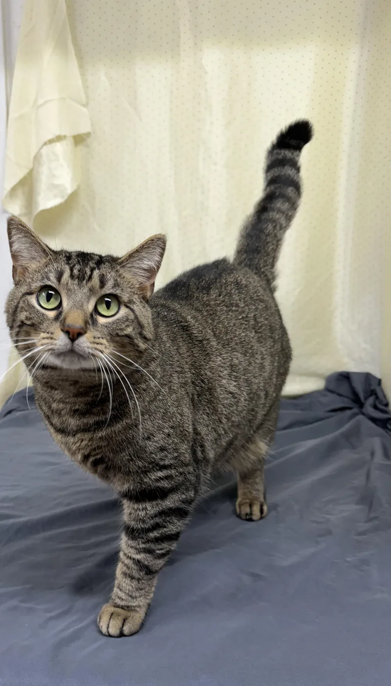 An adult large-sized male Tabby (Tiger Striped) Domestic Short Hair cat named Cowboy for adoption in Upper Sandusky, OH