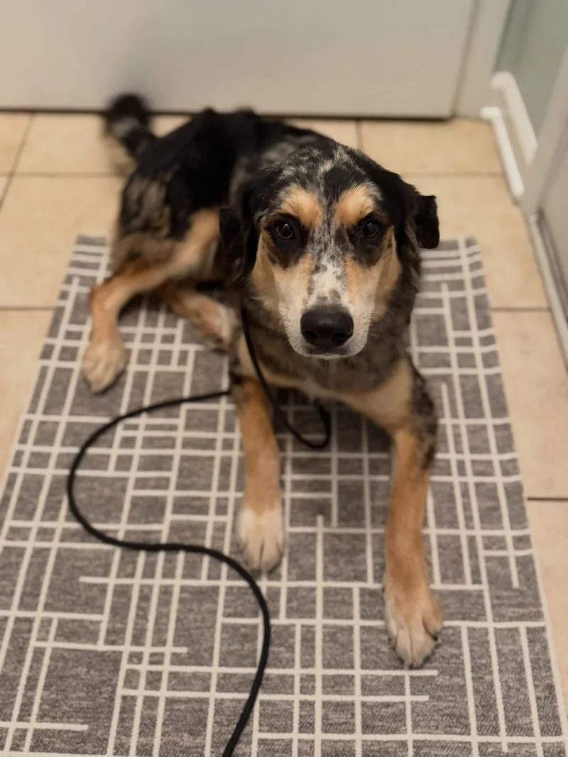 A young medium-sized female Australian Shepherd dog named Fable for adoption in Greenville, SC