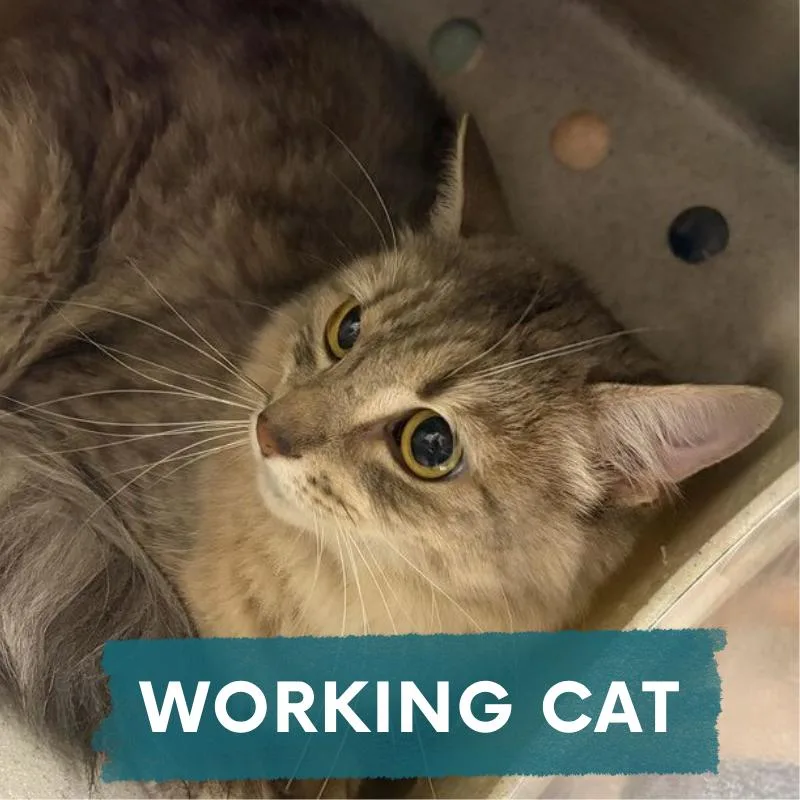 An adult medium-sized female Gray / Blue / Silver Domestic Long Hair cat named Kosiv for adoption in Asheville, NC