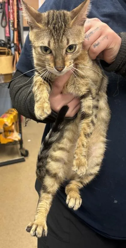 An adult large-sized female Domestic Short Hair cat named Youthful for adoption in Chamblee, GA