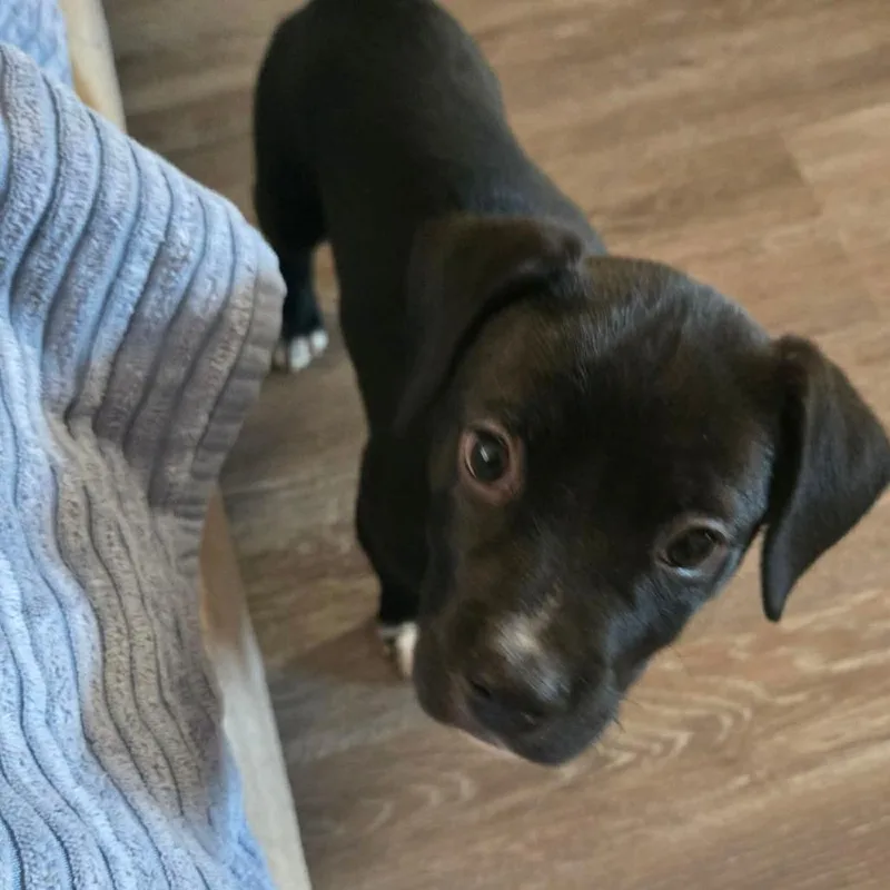 Bootsie thumbnail 3