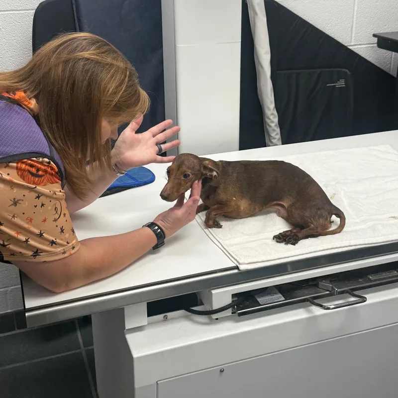 An adult small-sized male Brown / Chocolate Mixed Breed dog named Wilbur for adoption in Pauls Valley, OK