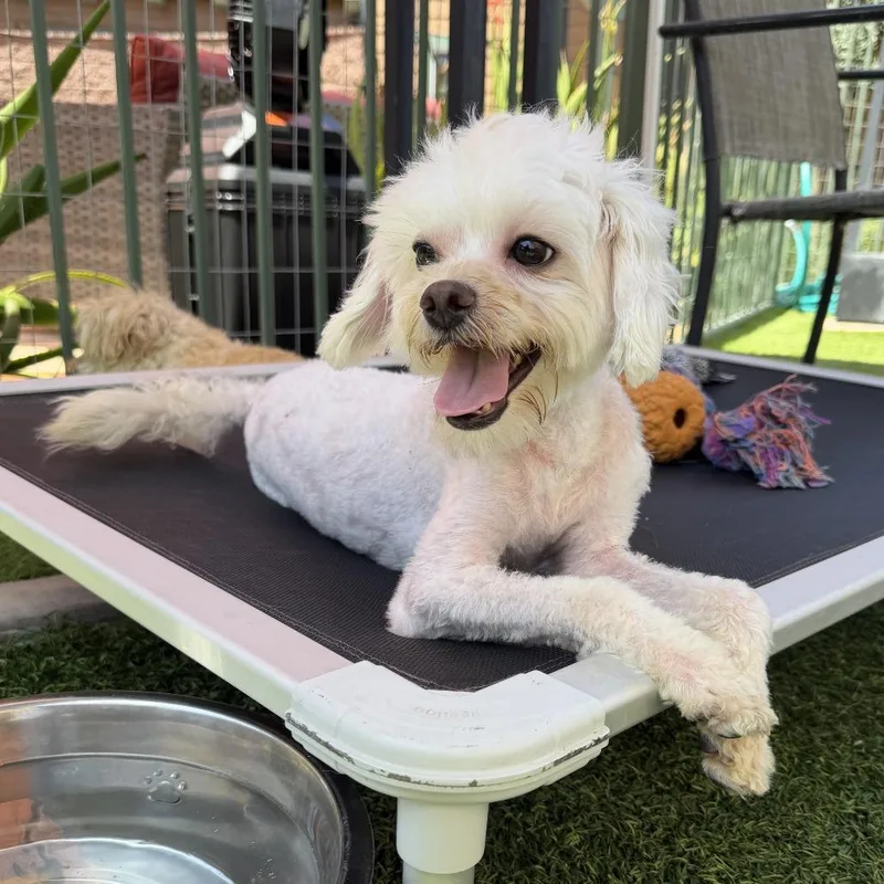 An adult small-sized male White / Cream Maltese dog named Chevy for adoption in Agoura Hills, CA