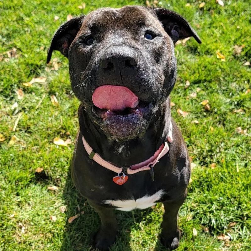 An adult large-sized male Black Mixed Breed dog named Murphy for adoption in Medford, OR