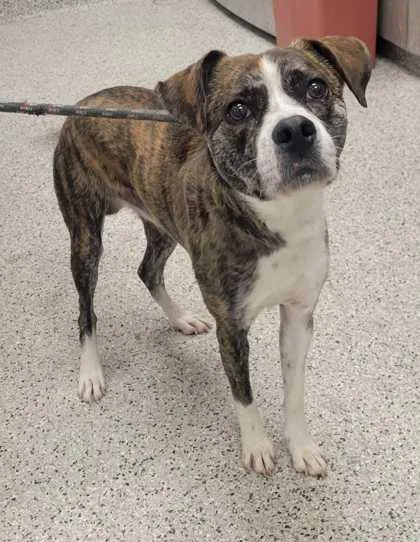An adult large-sized male Brown / Chocolate Mixed Breed dog named Hobbes for adoption in Kansas City, MO