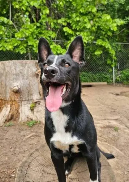 A young medium-sized male Tricolor (Brown, Black, & White) Border Collie dog named Piglet for adoption in Hastings, MN