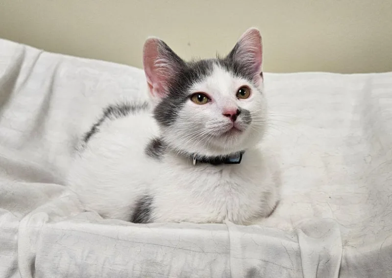 A baby small-sized male Domestic Medium Hair cat named Gandalf for adoption in Fremont, OH