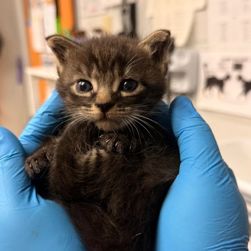 A baby small-sized male Black Domestic Short Hair cat named Terence for adoption in Birdsboro, PA