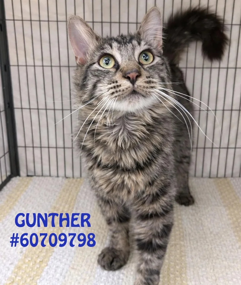 A young medium-sized male Brown / Chocolate Tabby cat named Gunther for adoption in Wilkes Barre, PA