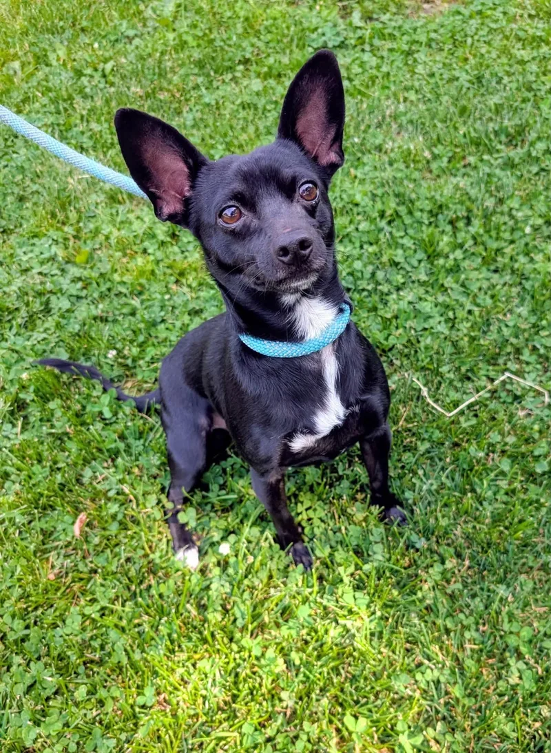 An adult small-sized male Black Chihuahua dog named Ted for adoption in Anderson, IN