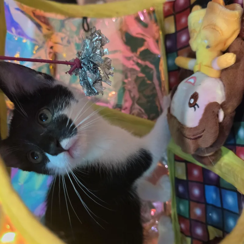 A baby small-sized female Black & White / Tuxedo Tuxedo cat named Kricket for adoption in Lawrenceville, GA