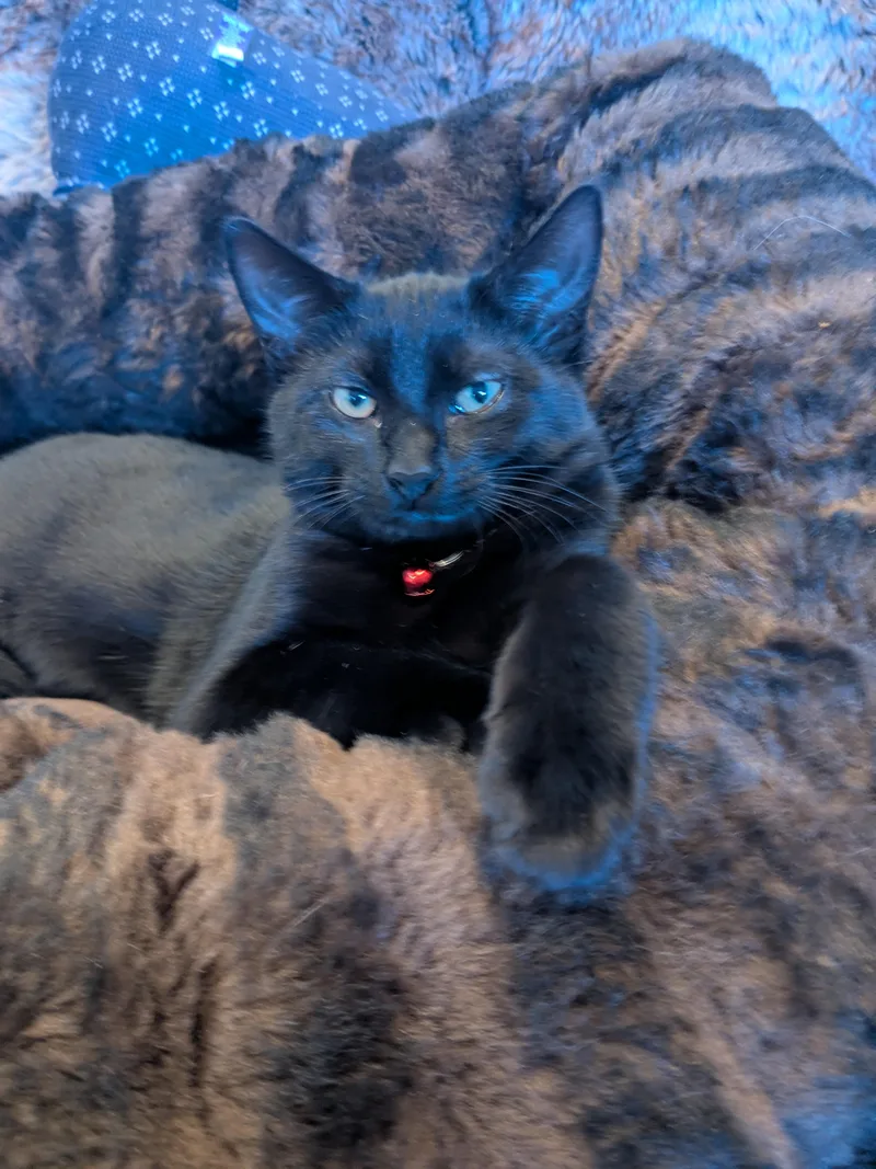 A baby small-sized male Black Domestic Short Hair cat named Alessandro Aka Al for adoption in Newburgh, NY