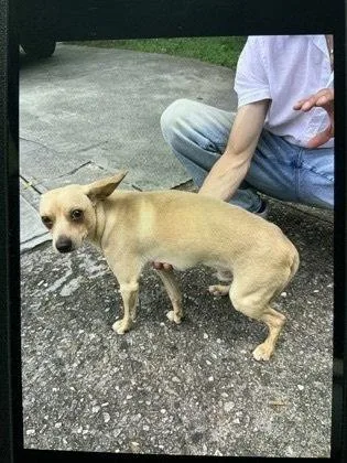 An adult small-sized male Chihuahua dog named Mason for adoption in New York, NY