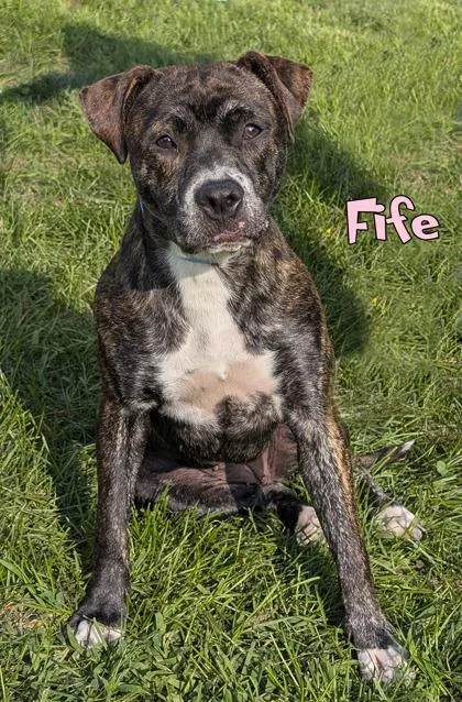 An adult medium-sized female Patterdale Terrier / Fell Terrier dog named Fife for adoption in Mason, MI