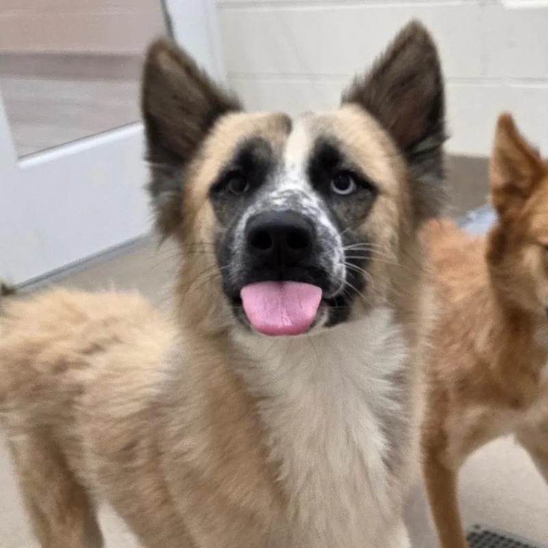 A young medium-sized male Husky dog named Beethoven for adoption in Chatham, VA