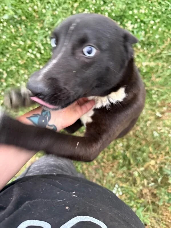 A young medium-sized male Mixed Breed dog named Finn AKA Finnegan for adoption in Alamo, TN
