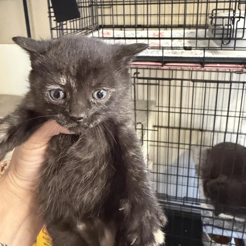 A baby small-sized female Tortoiseshell Domestic Short Hair cat named Scallop for adoption in Pennsville, NJ