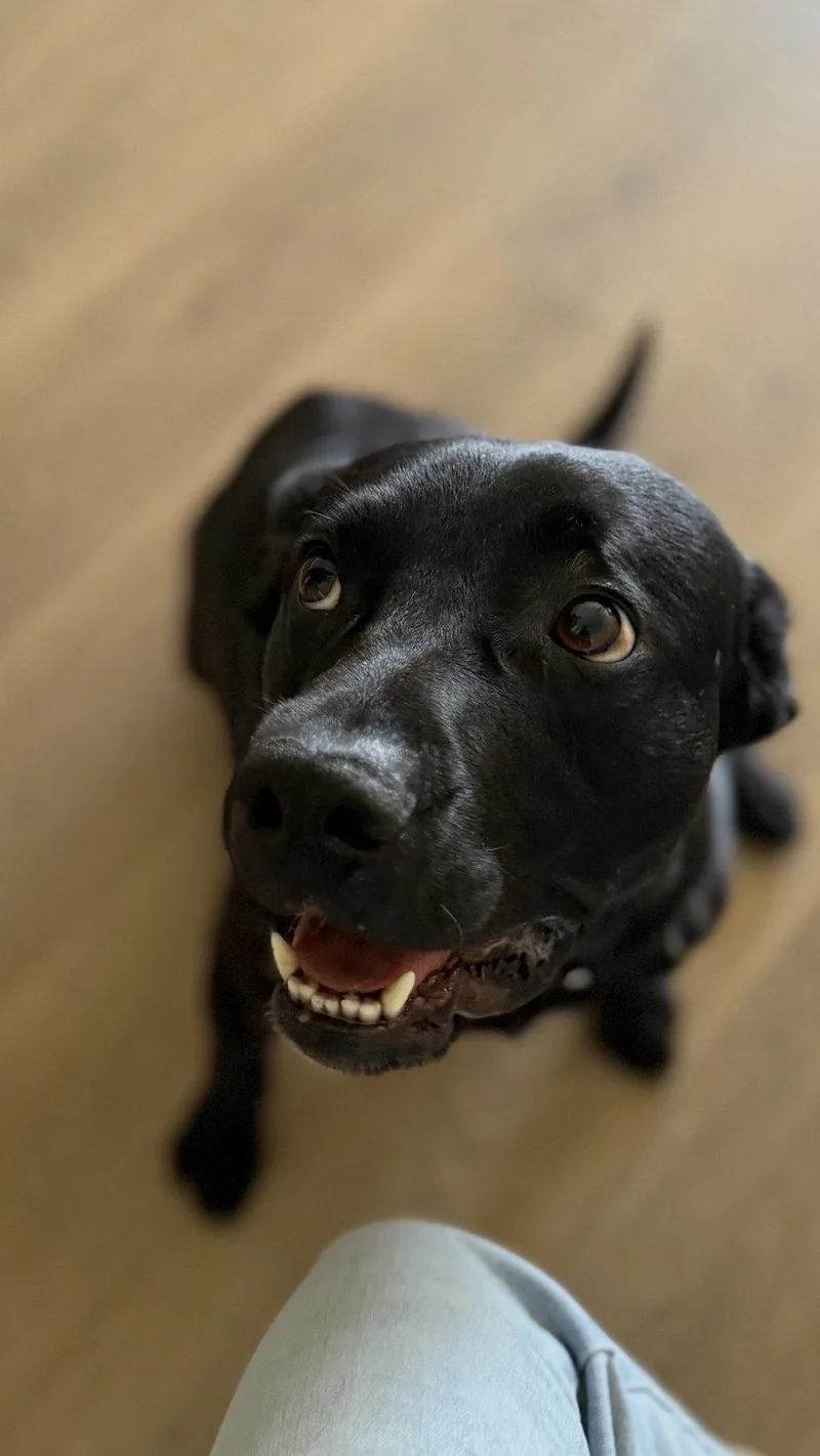 Ralphie thumbnail 3