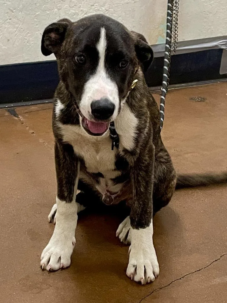 A baby large-sized male Labrador Retriever dog named Cornell for adoption in Chico, CA