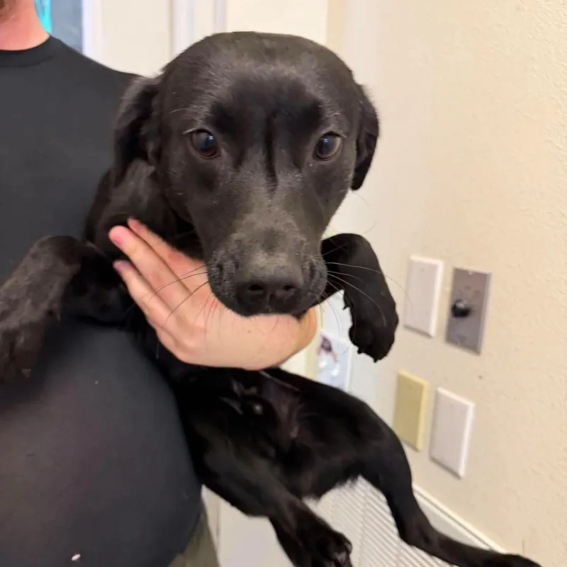A young large-sized male Black Labrador Retriever dog named Woody for adoption in Weaverville, CA