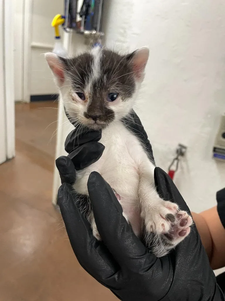 A baby small-sized male Domestic Short Hair cat named Spork for adoption in Chico, CA