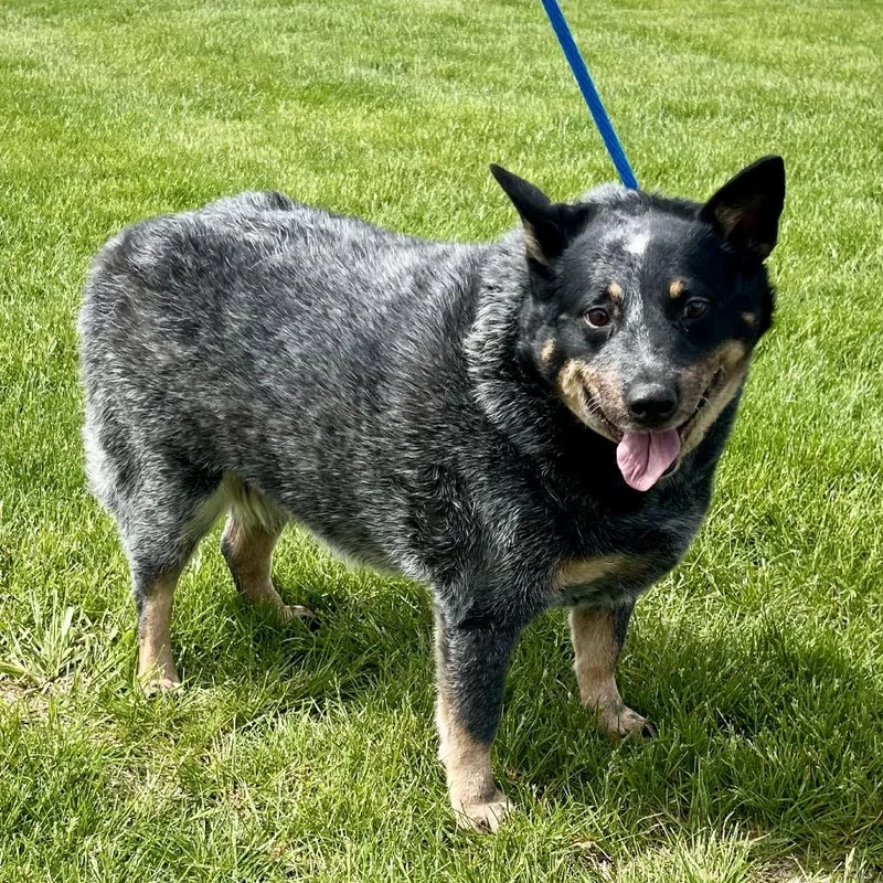 An adult large-sized female Gray / Blue / Silver Australian Cattle Dog / Blue Heeler dog named Rosie for adoption in Sullivan, IL