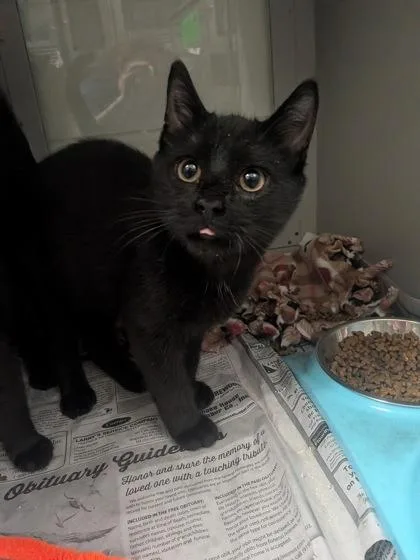 A baby small-sized male Domestic Short Hair cat named Cosmo for adoption in Louisburg, NC