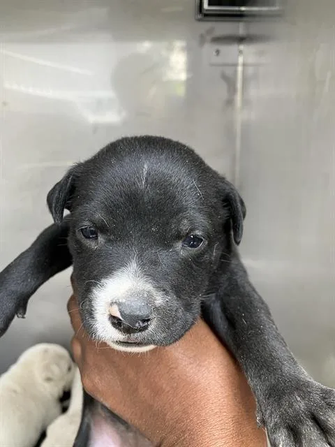 A baby small-sized female Mixed Breed dog named Viola for adoption in Dallas, TX